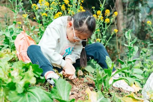 3.15（日）【 邛崃桑园镇】上春山： 挖野菜、挖折耳根、捡土鸡蛋、磨豆浆、拔萝卜、吃农家餐、竹筒饭 商品图2