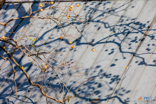 鄂赣秋境5/9天摄影团：大别山红叶 + 庐山秋韵 + 武汉夜景  + 鄱阳湖秘境 商品图0