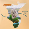 【分销】源自石斛之乡，大别山霍山县铁皮石斛 商品缩略图1