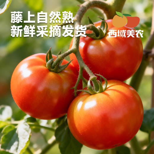 【应季生鲜】陕西泾阳普罗旺斯西红柿 小时候的味道 酸甜不催熟 沙瓤“草莓心” 软糯清甜 顺丰发货 202项农残未检出 商品图5