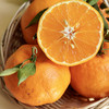 阿斯蜜明日见柑橘 净重4.5-8斤 精选中大果彩箱装 商品缩略图5