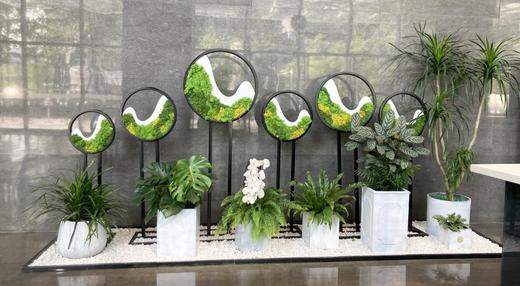 【西南区域成都范围】绿植租摆服务（月） 商品图4