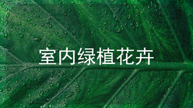 【西南区域成都范围】绿植租摆服务（月）