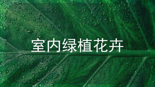 【西南区域成都范围】绿植租摆服务（月） 商品图0