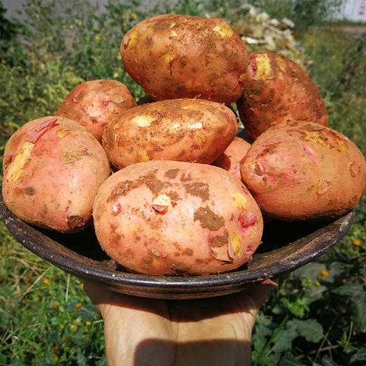 【宜昌助农馆】新鲜现挖红皮黄心新鲜土豆  当季生鲜土豆单果50-200g 商品图1