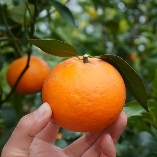 有机沃柑 5斤装 商品图6