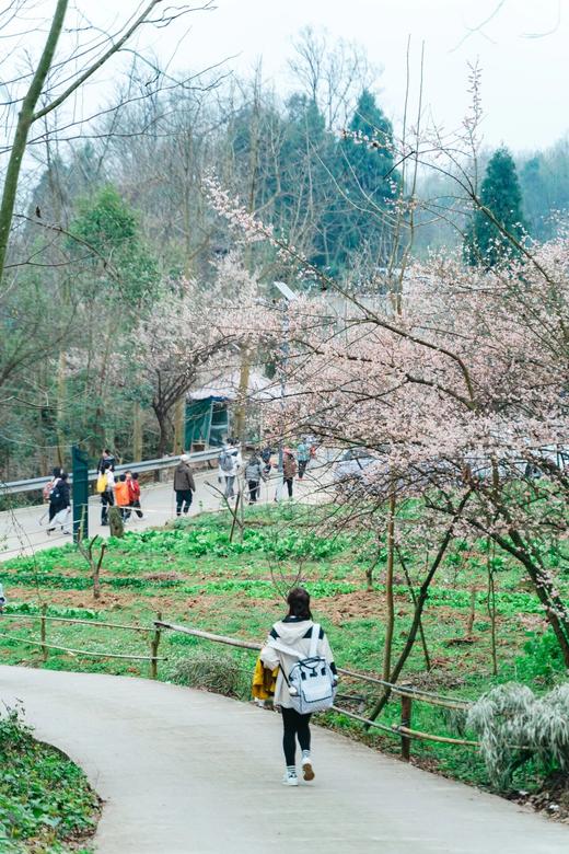 3.15（日）【大邑大坪村】春日徒步： 挖折耳根、山野徒步、野菜图鉴、趣挖野菜、春日帆布团扇DIY 商品图4