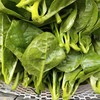 【ZCWJ】  木耳菜  新鲜肉厚 当季 蔬菜 商品缩略图0