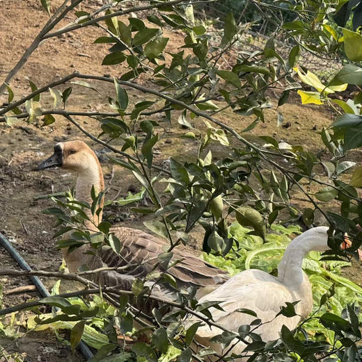 新鲜鹅蛋 商品图4