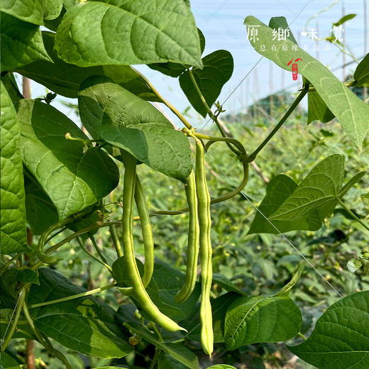 自选生态蔬菜箱（农场直发-顺丰快递）| 多种规格，来自成都郫都区【原乡农场，自产自销】 商品图5