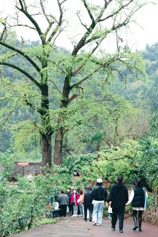 4.4/4.5清明小长假【眉山丹棱幸福古村】2天1夜高端精品营·吃住玩全包 商品图12