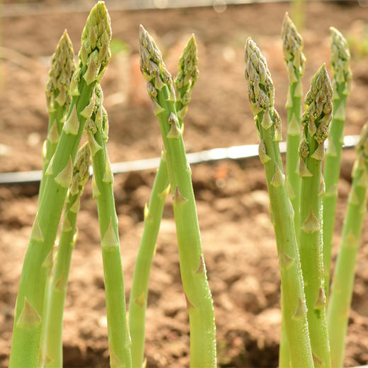 基地直发 | 生态芦笋 | 芦笋姐姐 商品图1