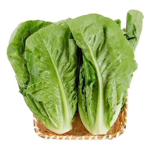 那云那南有机意大利生菜苗 250g/份 商品图2