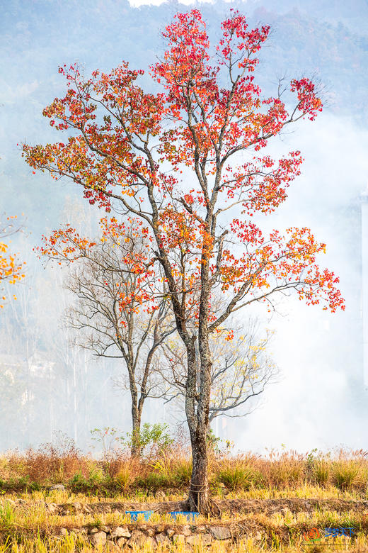 鄂赣秋境5/9天摄影团：大别山红叶 + 庐山秋韵 + 武汉夜景  + 鄱阳湖秘境 商品图5