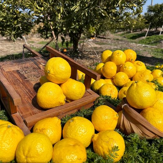 柠檬甜橙#“绿美人”皮薄多汁，香味浓郁，柑橘新品，风味独特且浓郁，新品尝鲜，顺丰直发 商品图1