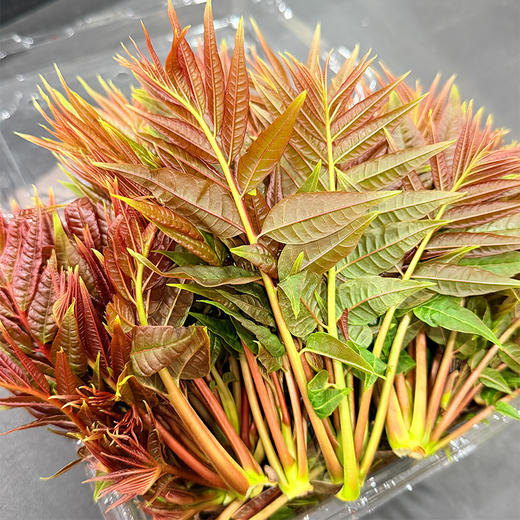 郧阳区青曲镇新鲜红油香椿 300g/份（十堰主城区包邮） 商品图3