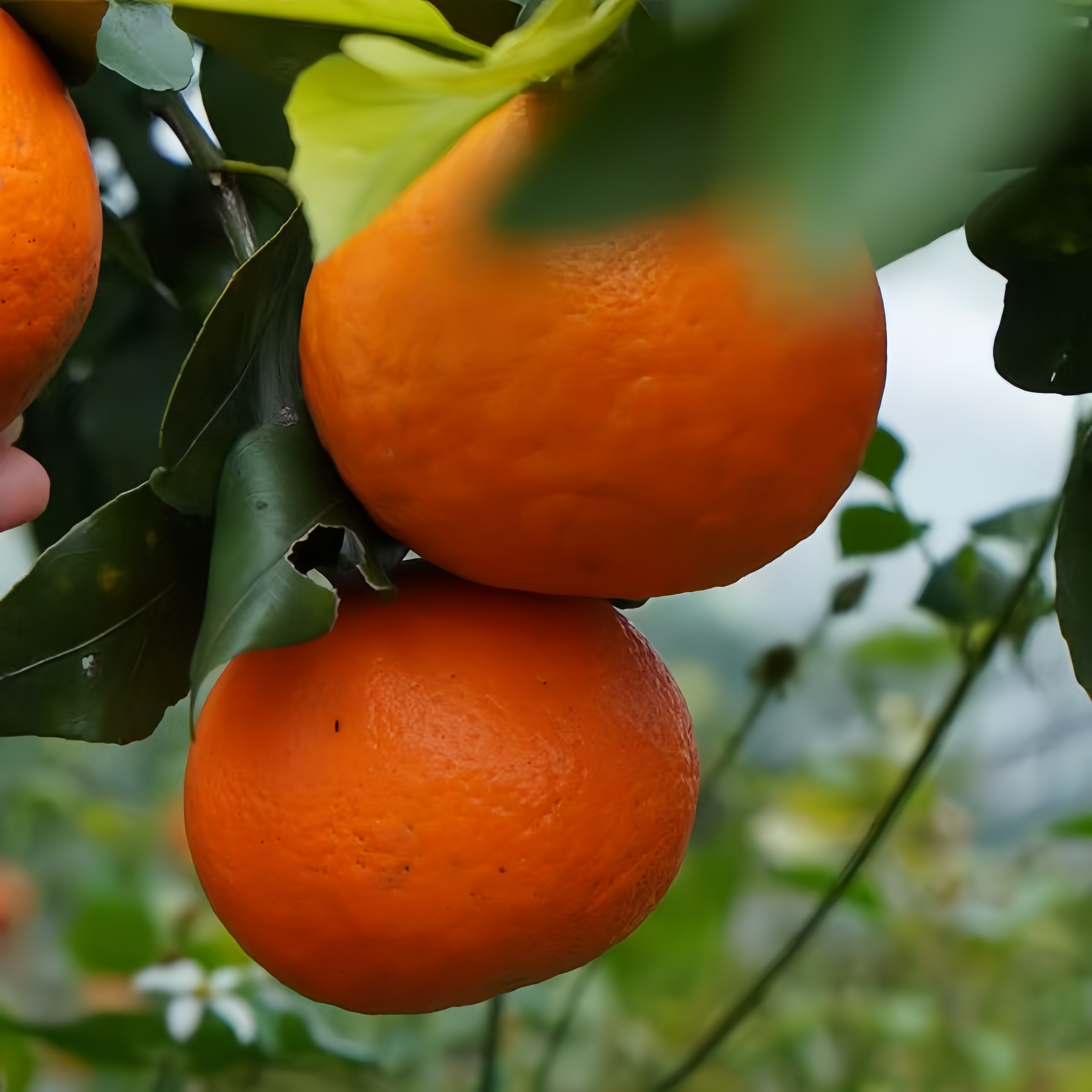 有机沃柑 5斤装