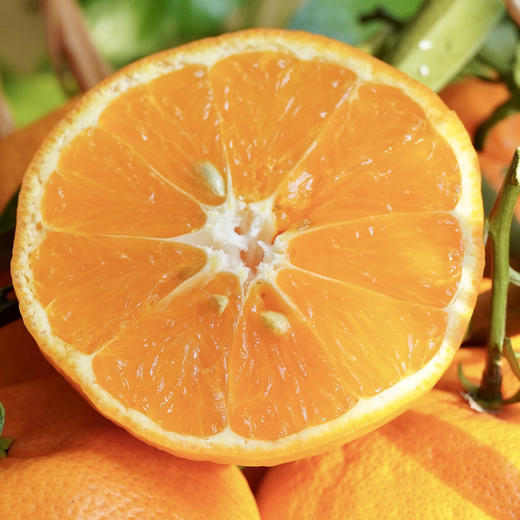 阿斯蜜明日见柑橘 净重4.5-8斤 精选中大果彩箱装 商品图8