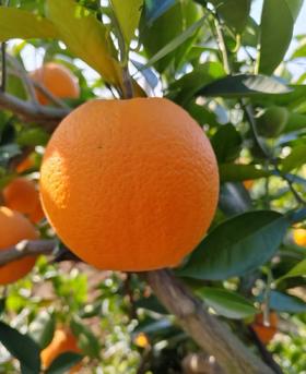 现摘—正宗重庆奉节72-1脐橙