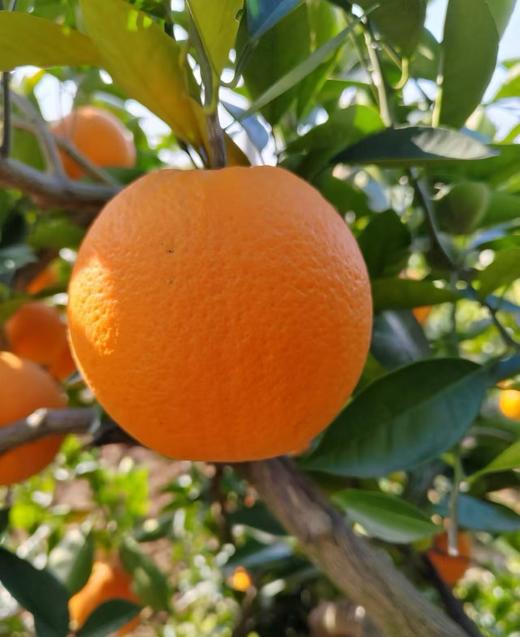 现摘—正宗重庆奉节72-1脐橙 商品图0