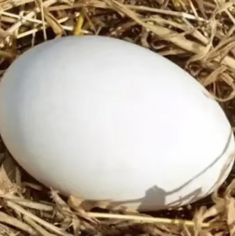 新鲜鹅蛋