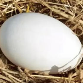 新鲜鹅蛋