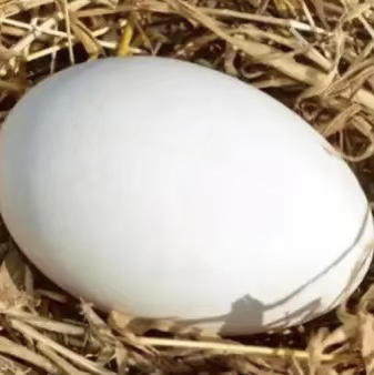 新鲜鹅蛋 商品图0