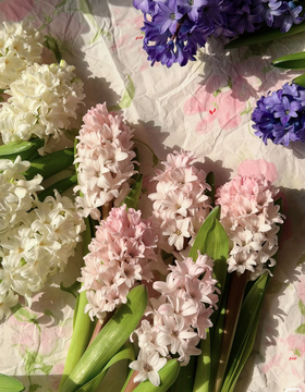 【风信子说明书】| 看这篇就够了！