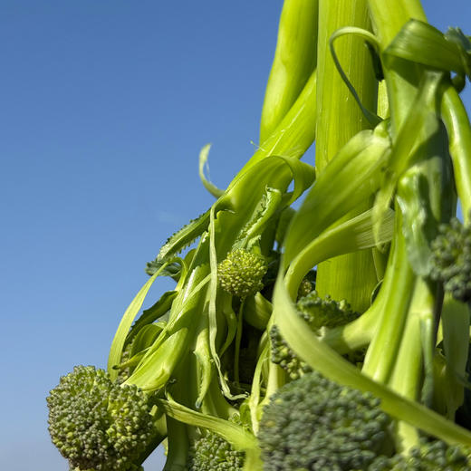 甜杆西兰苔 | 清新甜嫩 爽口脆嫩 融合西兰花与芥兰优点 低脂高纤 当季现摘新鲜蔬菜 时令蔬菜 商品图3