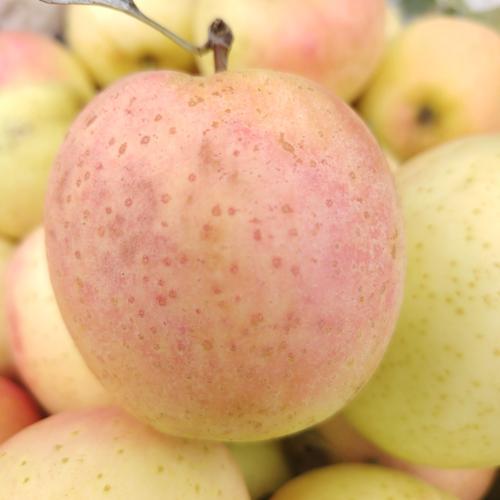 B1F【水果】王林苹果  规格：（净重5斤/份）（取货日期：3/31-4/6） 商品图0