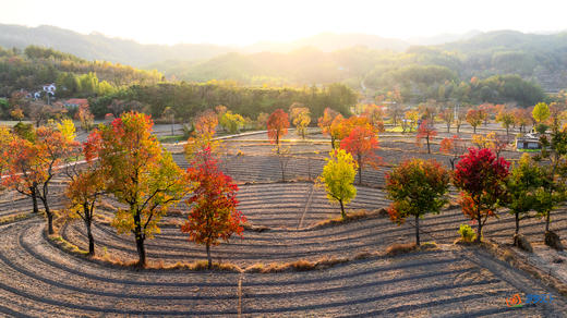 鄂赣秋境5/9天摄影团：大别山红叶 + 庐山秋韵 + 武汉夜景  + 鄱阳湖秘境 商品图8
