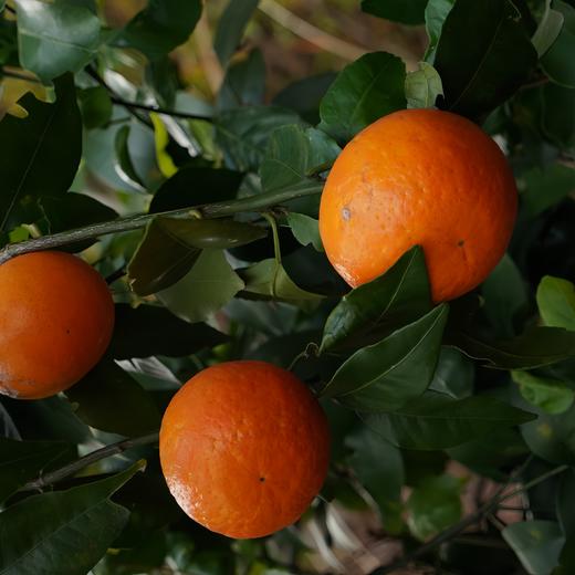 有机沃柑 5斤装 商品图1