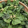 趴地菠菜(份）(200±20g) 商品缩略图0