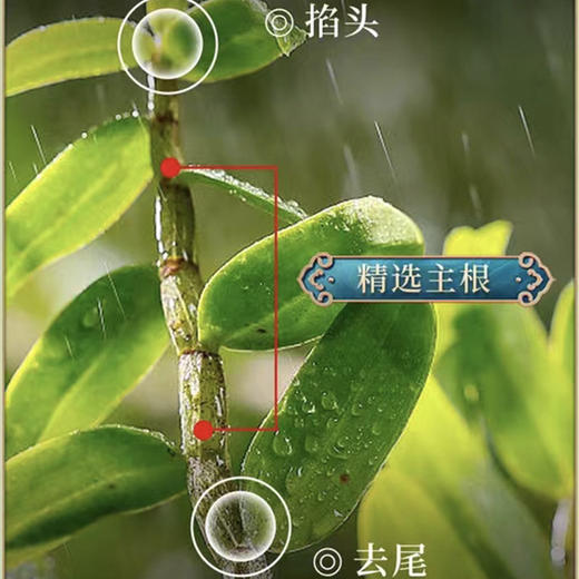 【分销】源自石斛之乡，大别山霍山县铁皮石斛 商品图2