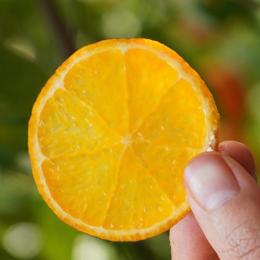 有机沃柑 5斤装 商品图8