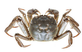 超大母河蟹 母蟹 螃蟹  一斤4-5只上下 （送货路上不保活）