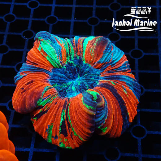 彩色开放脑 商品图2