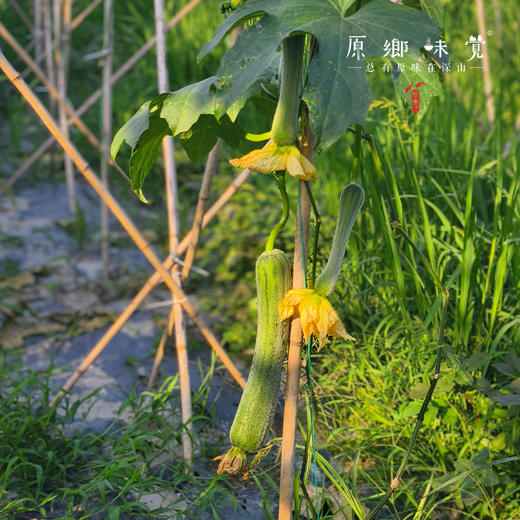 自选生态蔬菜箱（农场直发-顺丰快递）| 多种规格，来自成都郫都区【原乡农场，自产自销】 商品图6