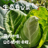 生态牛心甘蓝|卷心菜|包菜|莲花白（农场直发-顺丰包邮） | 3-4斤装，成都郫都区基地，【原乡农场，自产自销】 商品缩略图0
