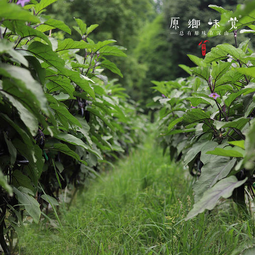 自选生态蔬菜箱（农场直发-顺丰快递）| 多种规格，来自成都郫都区【原乡农场，自产自销】 商品图7