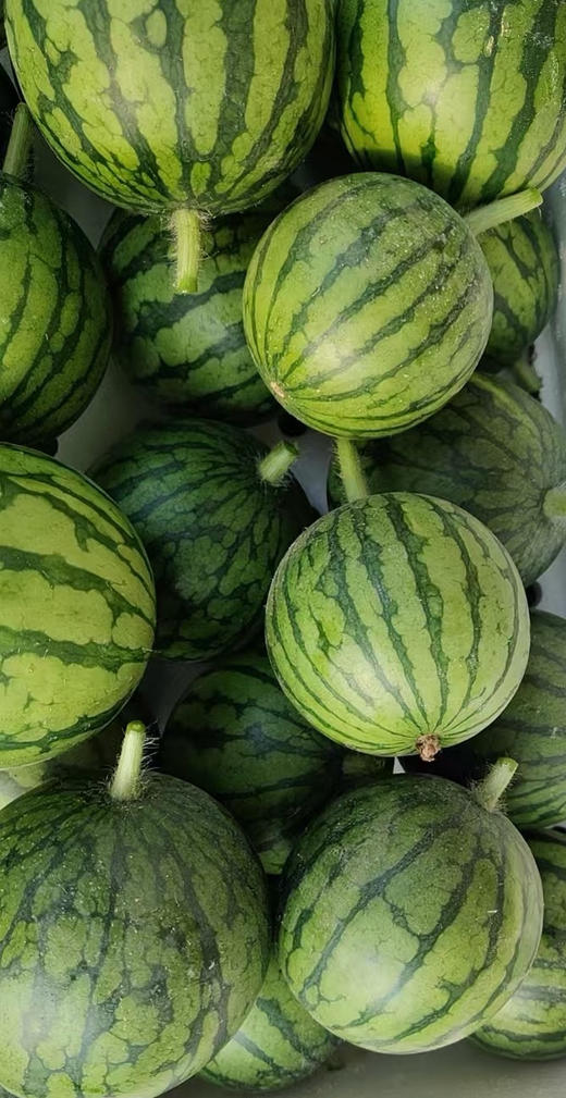 庞各庄L600小吊瓜，绿色种植，持证上岗！选货我们不将就，只做精品，只推原生态种植的农副产品看瓜看瓜瓤，咱们的色泽均匀，瓤是粉色瓜瓤！ 商品图2