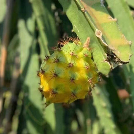 【排单发货】燕窝果丨又名麒麟果，也叫黄龙果、吉祥果。属典型的热带植物，果肉呈透明，汁丰润喉，果肉结构呈细丝状，滑如燕窝，味清甜、甜度皆在18度以上，富含维C、花青素等。顺丰快递 商品图11