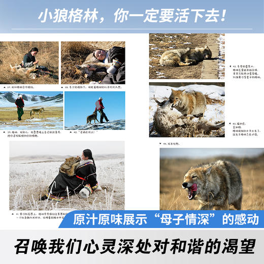 【重返狼群正版】让我陪你重返狼群+千里寻你重返狼群（2册） 商品图3