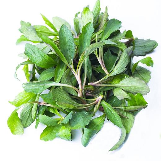 【春菜】马兰头菜（份） 商品图0