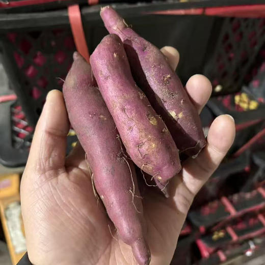 海南桥头地瓜 🍠宝宝果 适合烤蒸煮 软糯香甜 19.9/3斤（口碑红薯） 商品图1