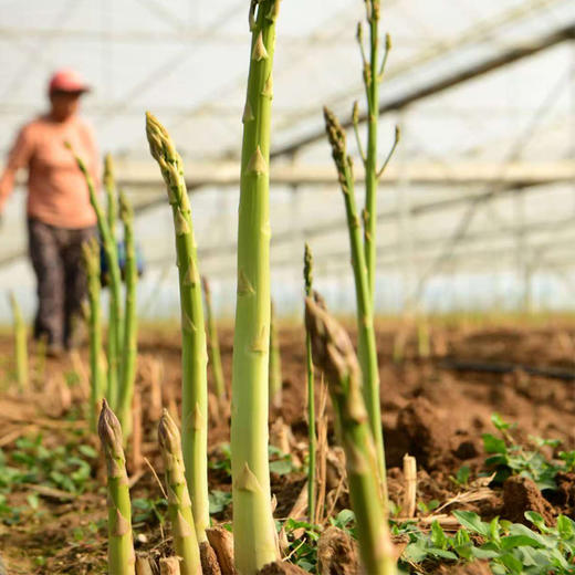 基地直发 | 生态芦笋 | 芦笋姐姐 商品图3