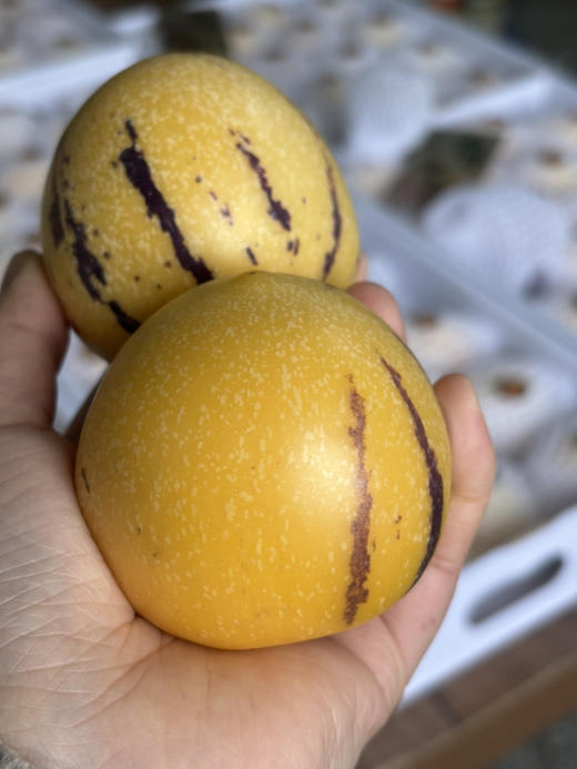 2026年树上熟人参果特级果，水份足，一口爆汁，甜甜爽爽的口感～ 商品图2