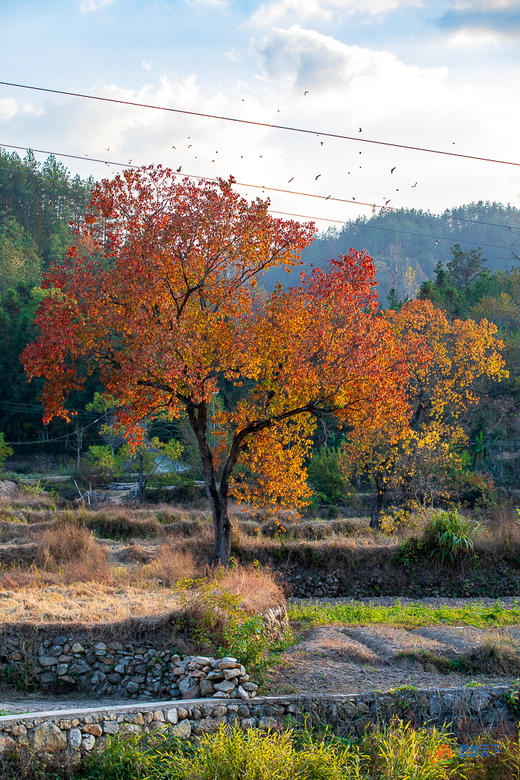 鄂赣秋境5/9天摄影团：大别山红叶 + 庐山秋韵 + 武汉夜景  + 鄱阳湖秘境 商品图14