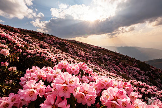 紫色浪漫·蓝花楹丨西昌&攀枝花 、会理古城、盐边索玛花、九十九里温泉7天摄影团 商品图0