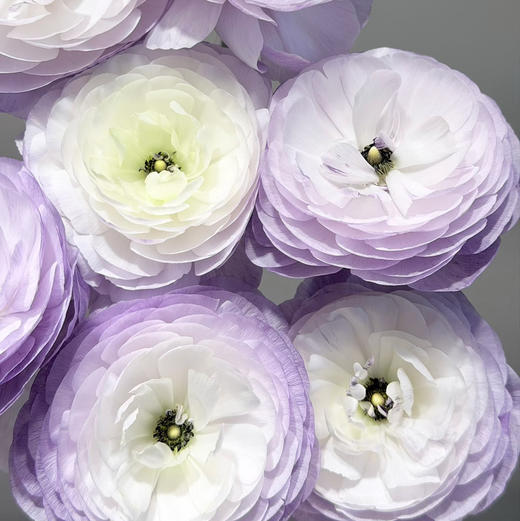 日本洋牡丹M-blue 5支 商品图4